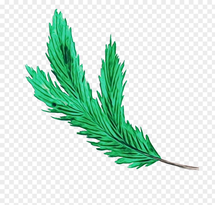 Feather Red Pine PNG