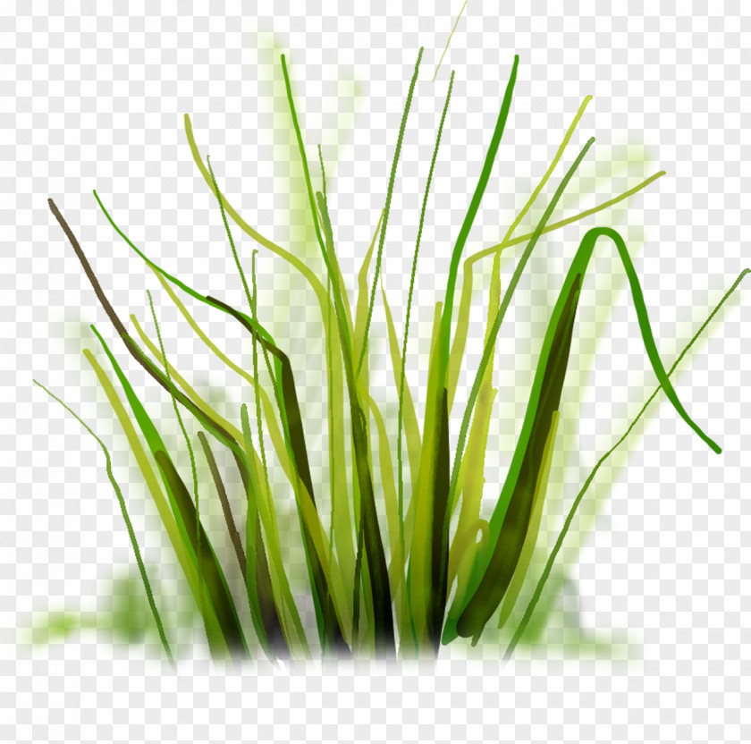 Grass Drawing PNG