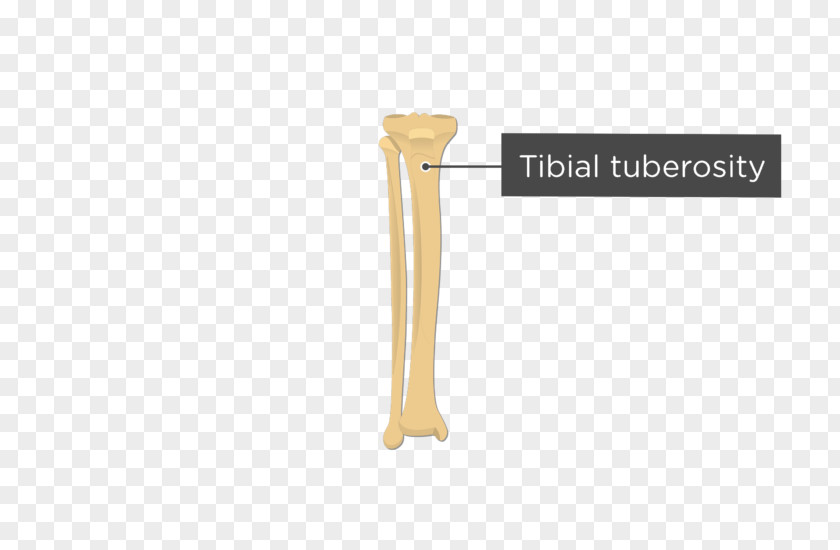 Tibia Bone Tuberosity Of The Fibula Human Body Anatomy PNG