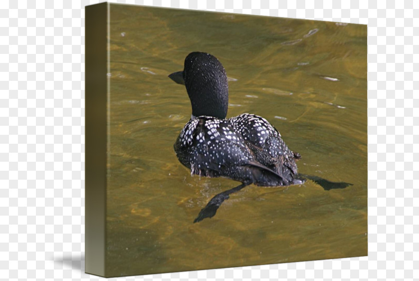 Duck Imagekind Loons Art Beak PNG