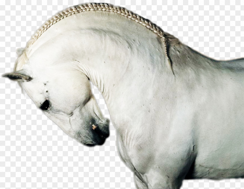 Horse Snout Photography Animal PNG