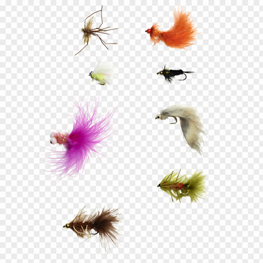 Insect Wing Feather Pollinator PNG