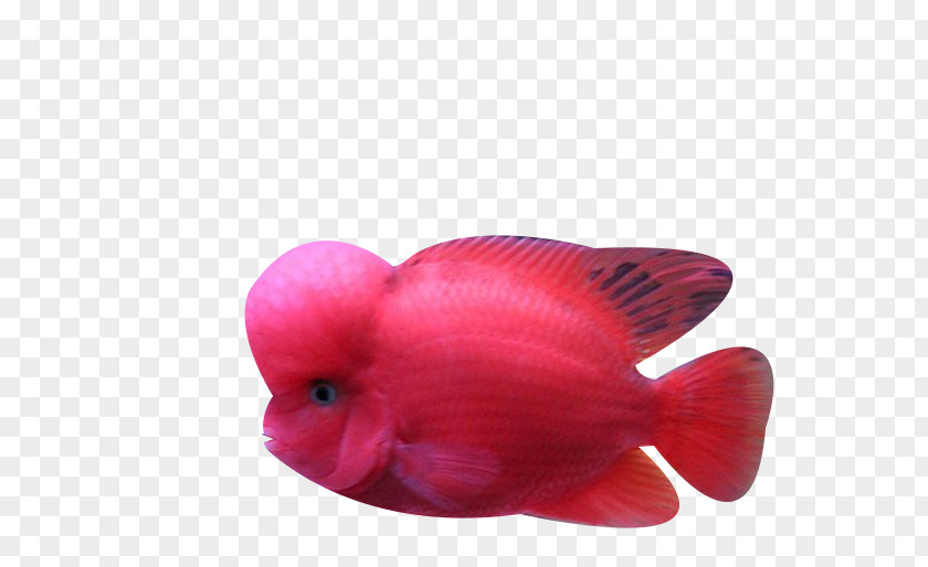 Red Ocean Fish Biology PNG