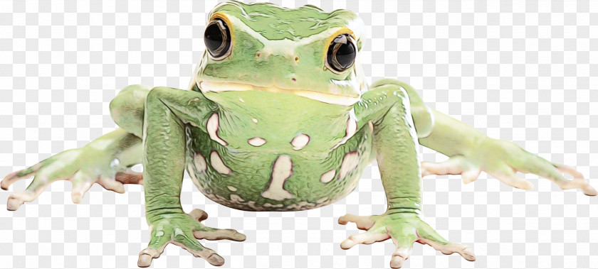 True Frog Tree Toad Reptile PNG