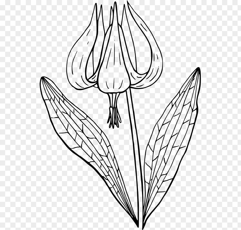 Flower Erythronium Revolutum Coloring Book Clip Art PNG