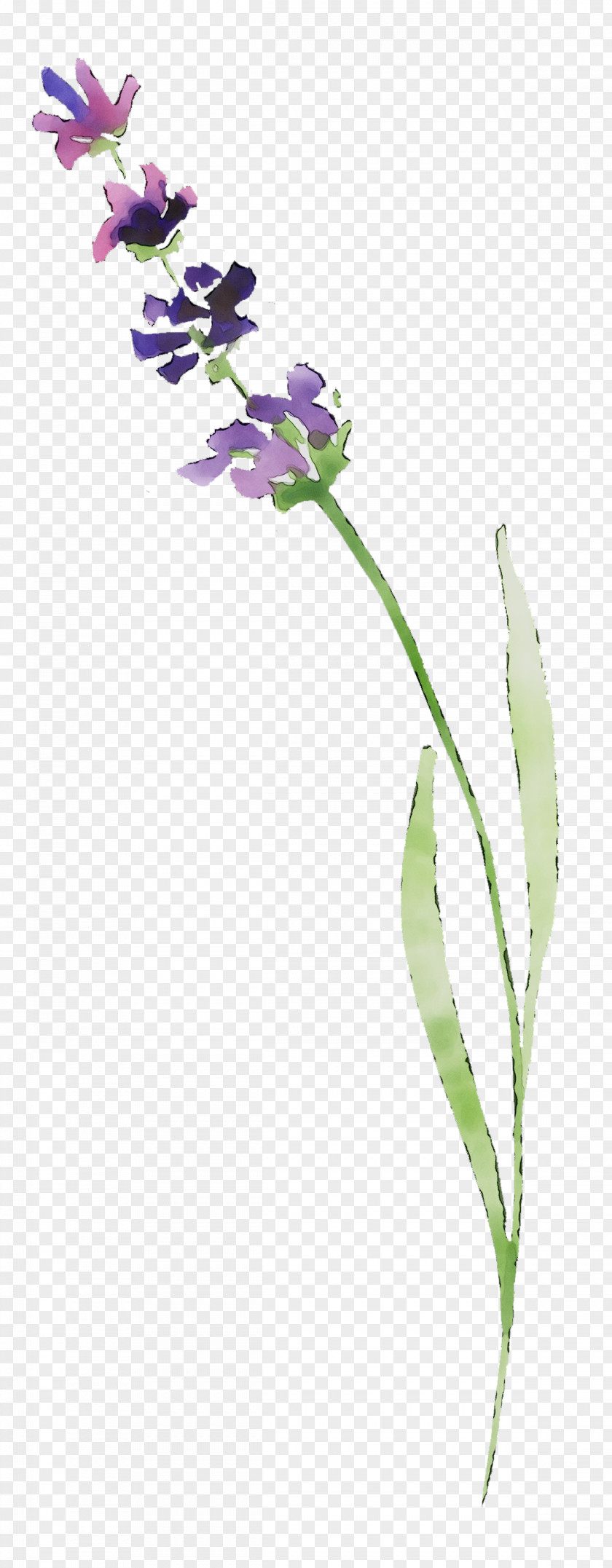 Lavender Plant Stem Twig Plants PNG