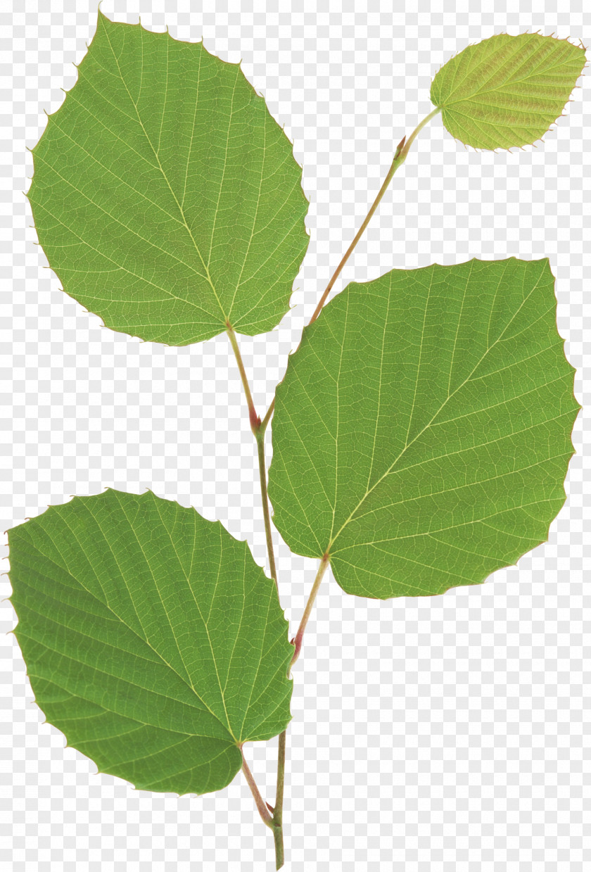 Natural Leaves Leaf Seedling Plant Stem Branch PNG