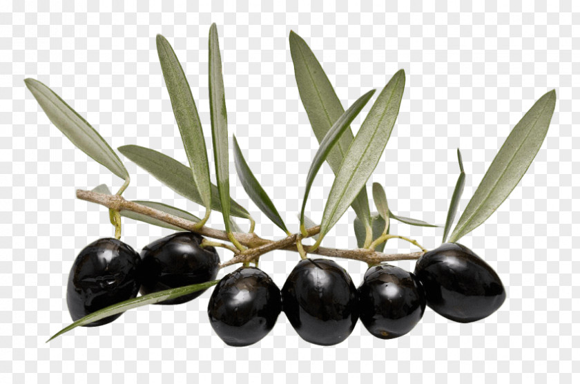 Olive Tapenade Leaf Oil PNG