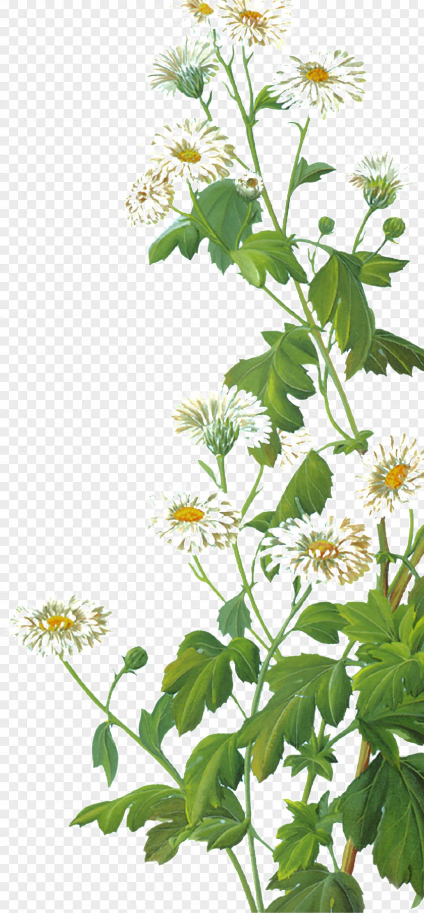 Oxeye Daisy Image Clip Art Download Vector Graphics PNG