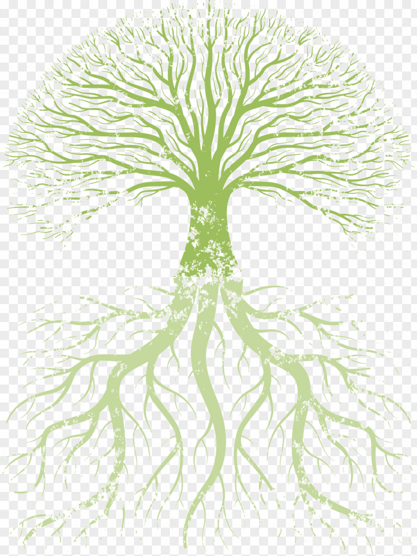 Root Family Tree Of Life PNG