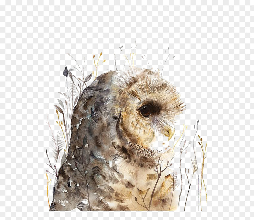 Watercolor Painted Owl Painting Art PNG