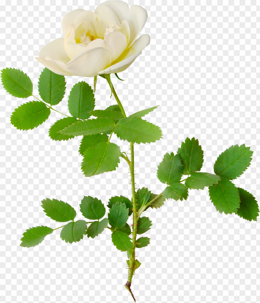 White Roses Garden Flower Clip Art PNG