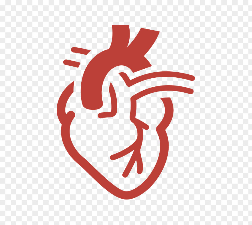 Heart Cardiology Cardiovascular Disease PNG