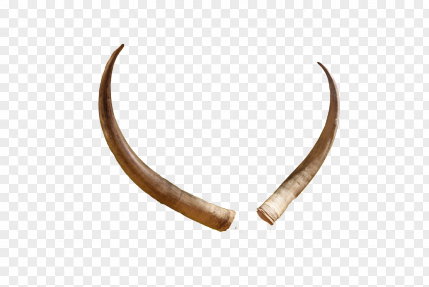 Horn Rudolph Reindeer Elk PNG