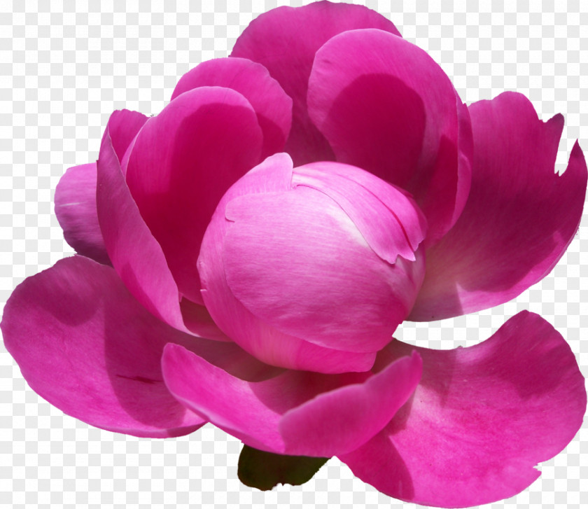 Peonies Pic Centifolia Roses Peony Flower PNG