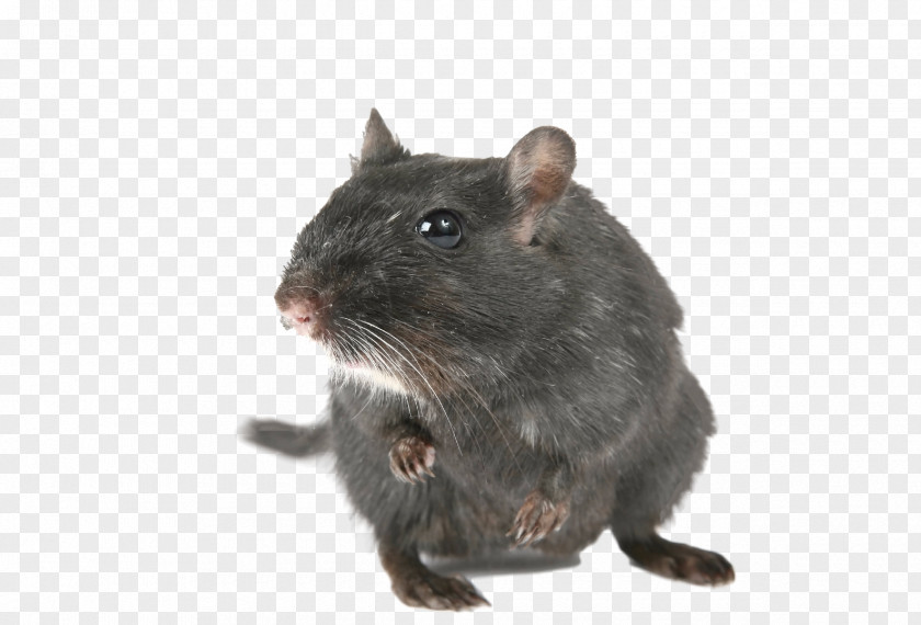 Rat & Mouse Gerbil Rodent Hamster PNG