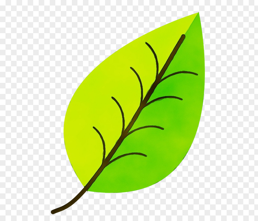 Tree Plant Autumn Leaf Drawing PNG