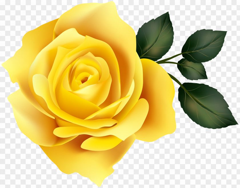 Yellow Rose Clip Art Image Garden Roses PNG