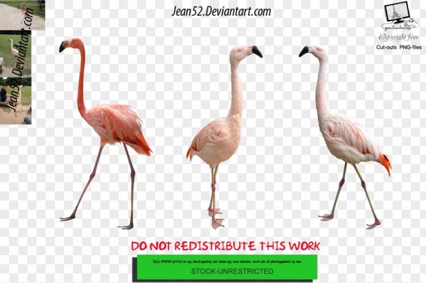 Bird Flamingos Download Animal DeviantArt PNG