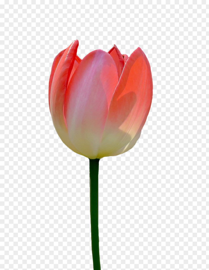 A Tulip Flower PNG