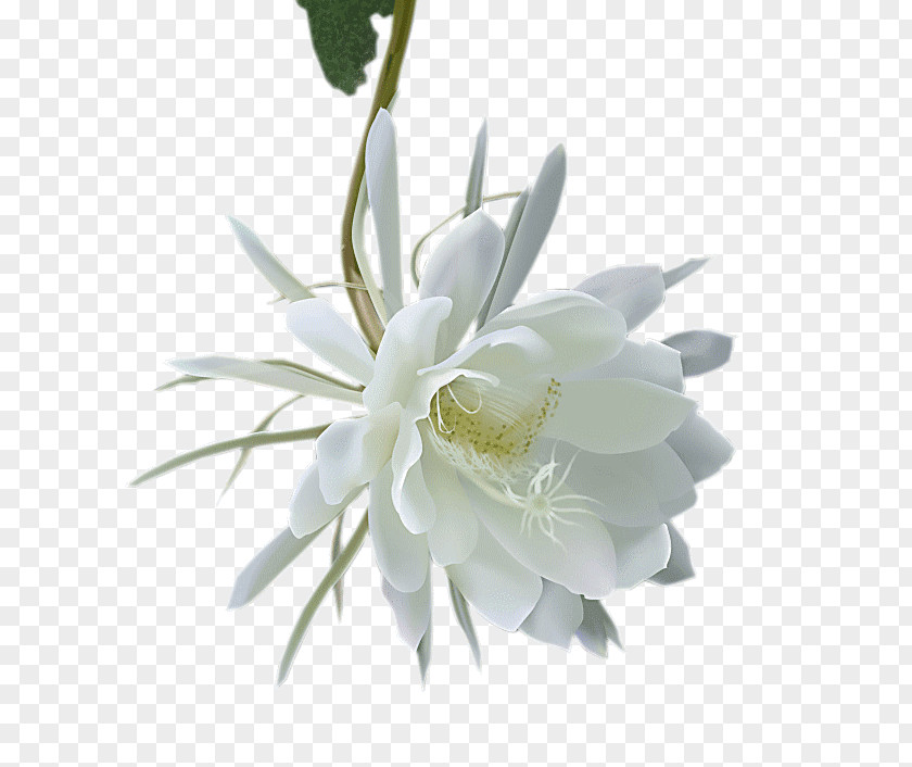 Fishbone Cactus Magnolia Family Cut Flowers PNG
