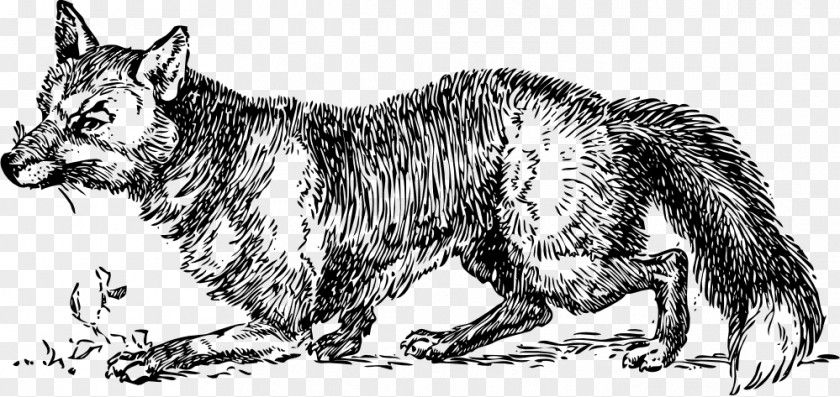 Fox Sketch Red Arctic Hunting Clip Art PNG