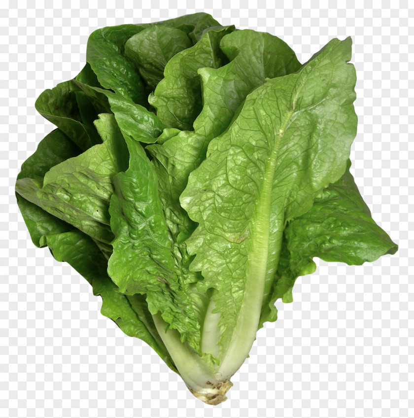 Romaine Lettuce Butterhead Vegetable Iceberg Pasta PNG