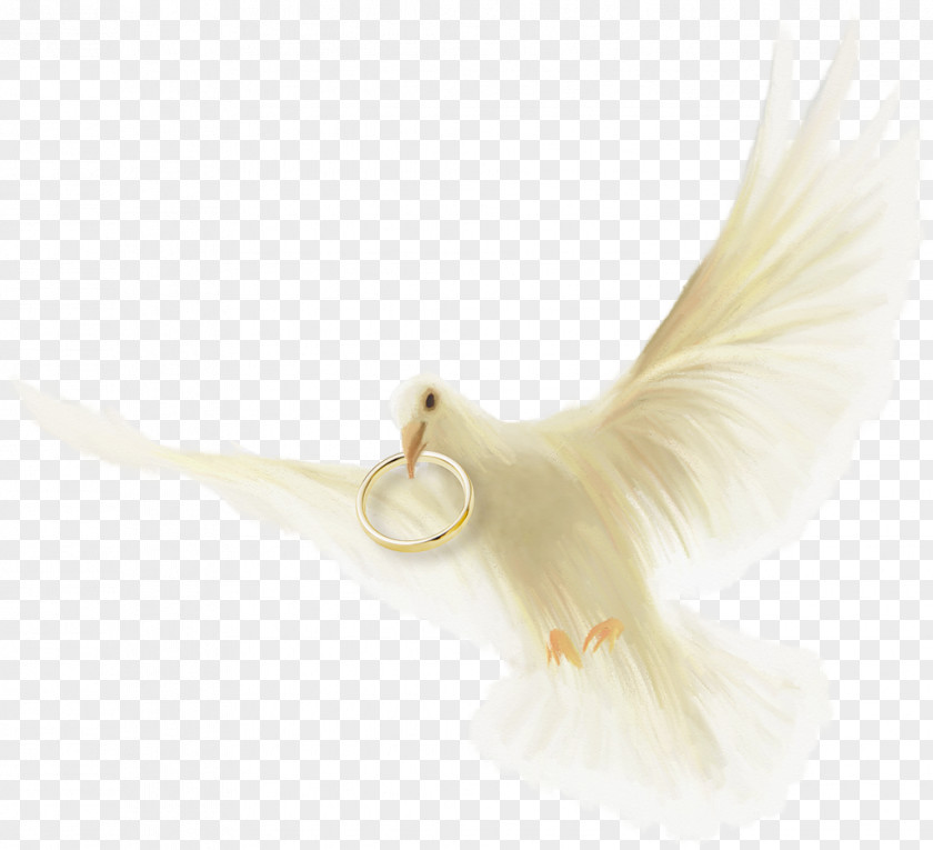 Wedding Element Ring Bird PNG