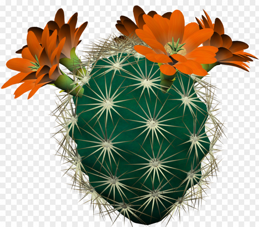 Cactus Cactaceae PhotoFiltre Digital Image Clip Art PNG