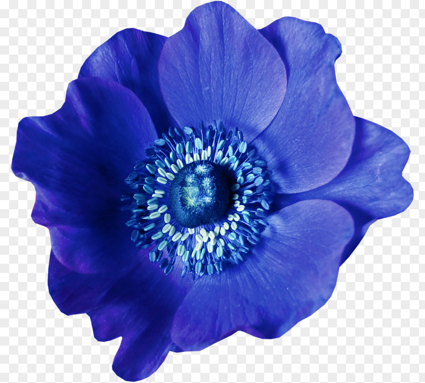 Flower Blue Raster Graphics PNG