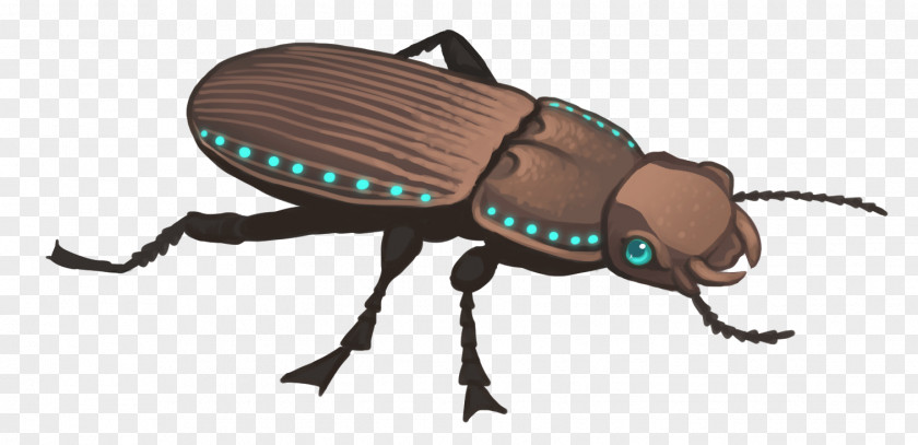 Insect Weevil Pest Membrane Scarab PNG