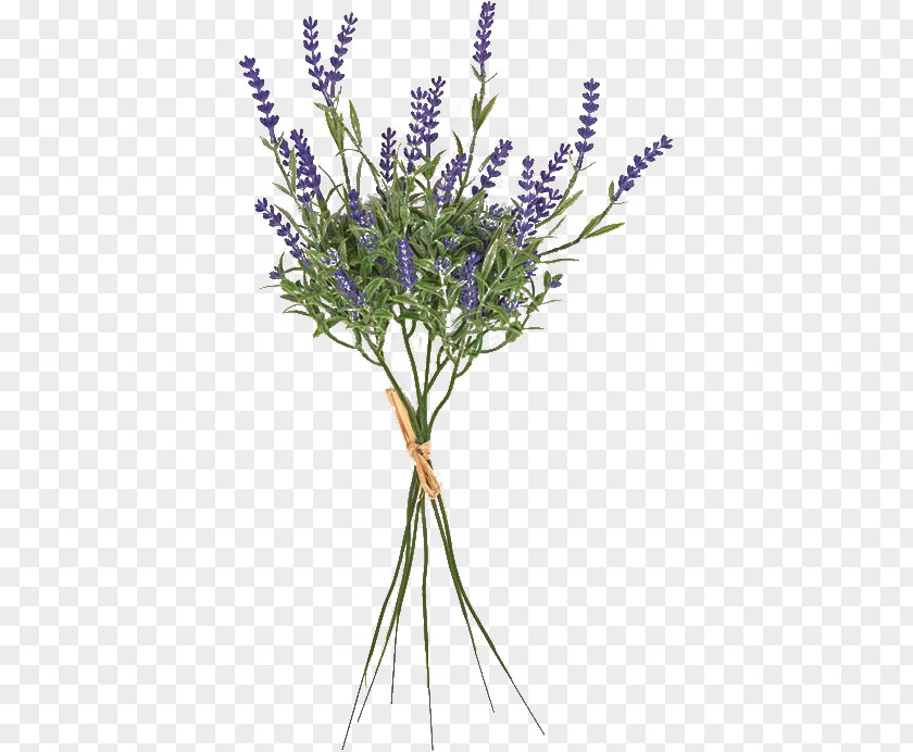 Lavanda English Lavender French Cut Flowers Plant Stem Twig PNG