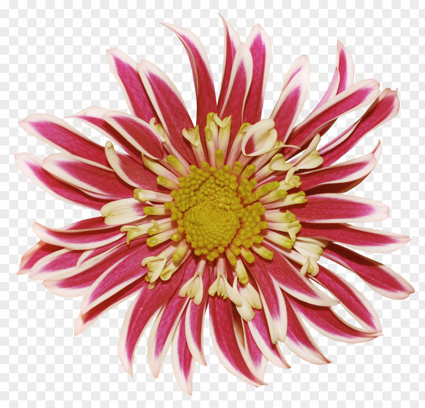 Pink Chrysanthemum Creative Chiba Dahlia Flower Clip Art PNG