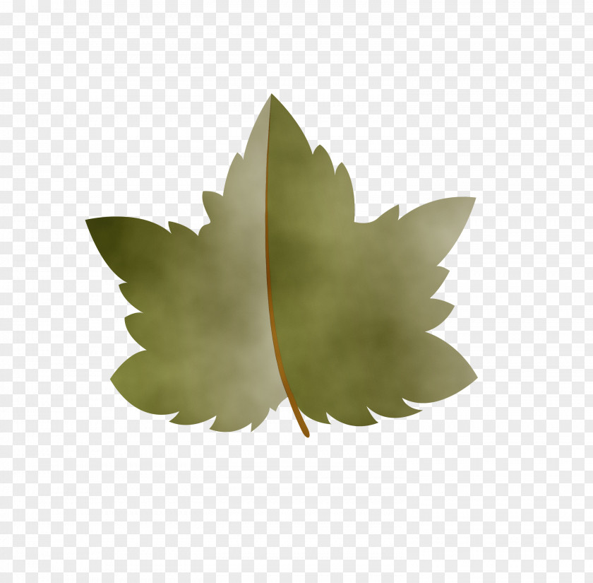 Leaf M-tree Tree Science Plant Structure PNG