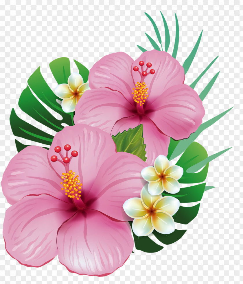 Tropical Hawaii Shoeblackplant Common Hibiscus Flower Clip Art PNG