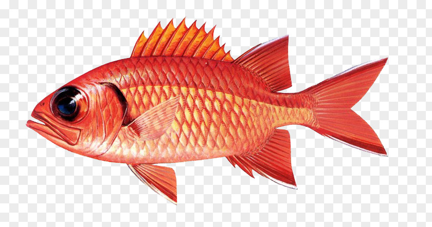Fish Red Scale Euclidean Vector PNG