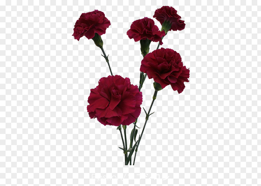 Flower Garden Roses Carnation Centifolia Cut Flowers PNG