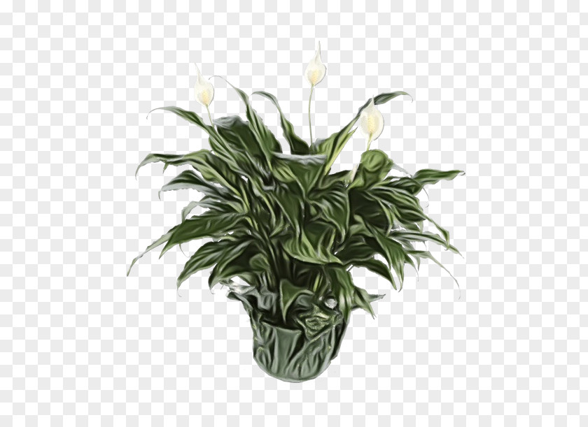 Giant White Arum Lily Alismatales Flower Plant Houseplant Flowerpot Anthurium PNG