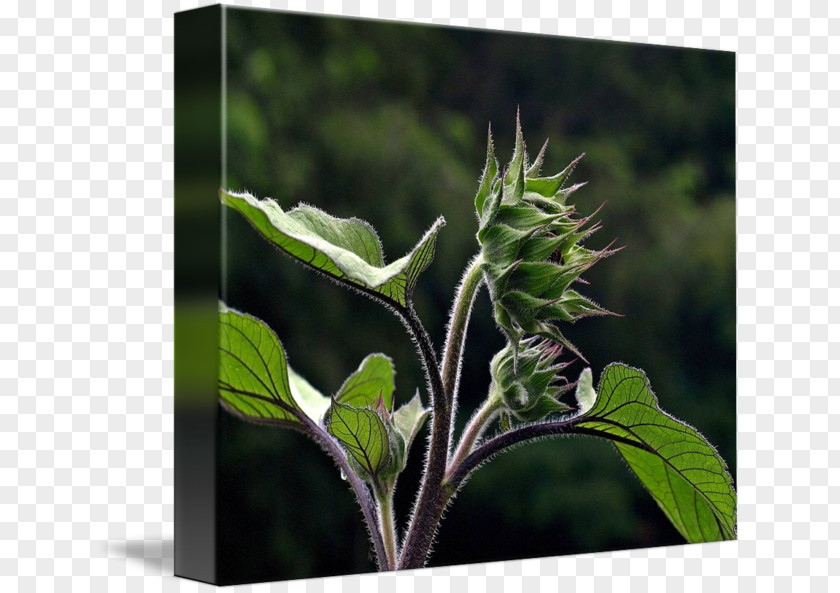 Leaf Art Herb Printmaking Plant Stem PNG