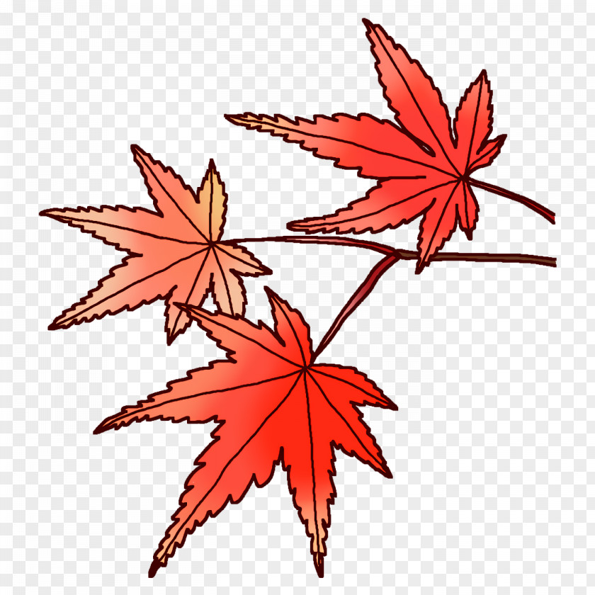 Maple Leaf PNG