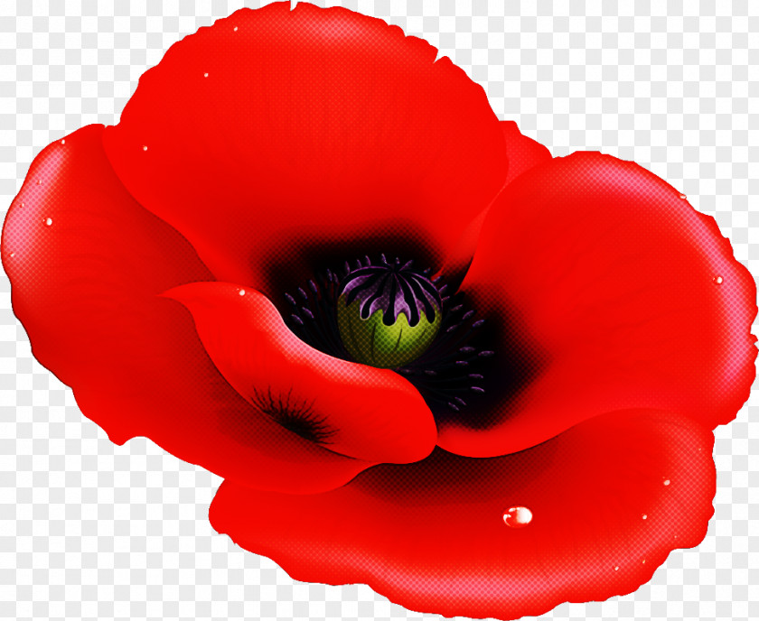 Red Poppy Flower PNG