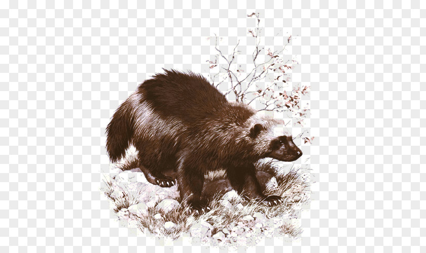 Wolverine Badger Painting Art Animal PNG