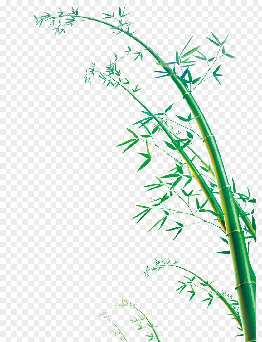 Bamboo Euclidean Vector PNG