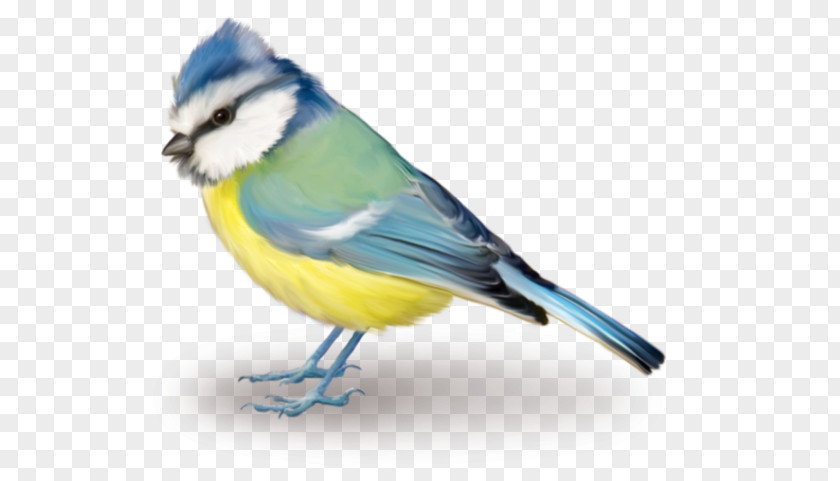 Bird Blue Jay Clip Art PNG