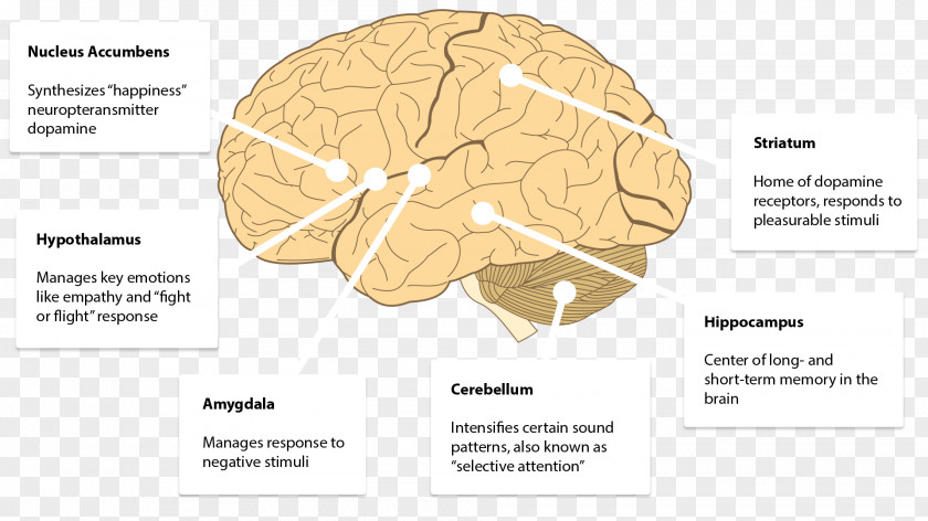 Brain Human Behavior Diagram PNG