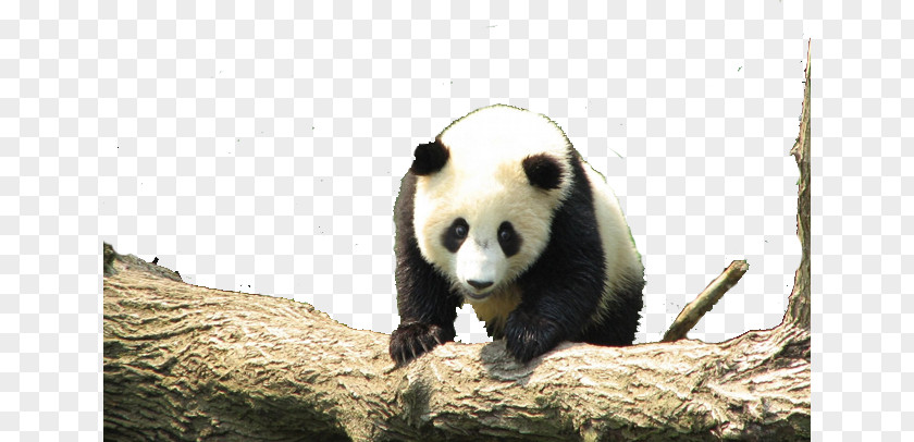 China Panda Giant Red Cuteness Wallpaper PNG