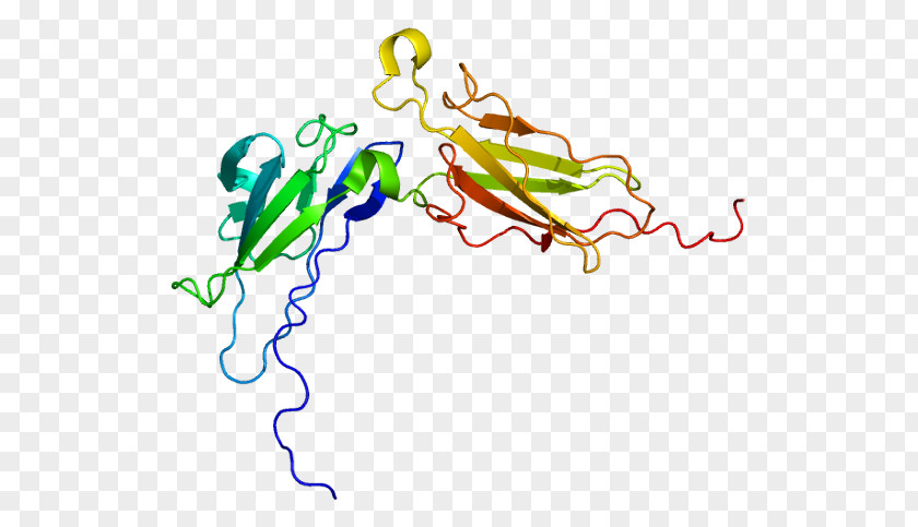 IFNAR2 Interferon-alpha/beta Receptor IFNAR1 PNG