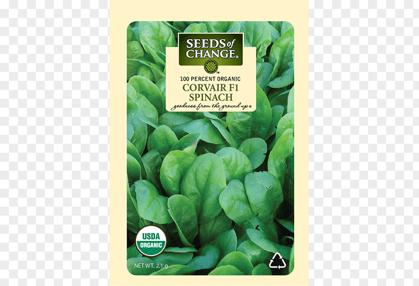 Spinach Seed Drumstick Tree Romaine Lettuce Komatsuna PNG