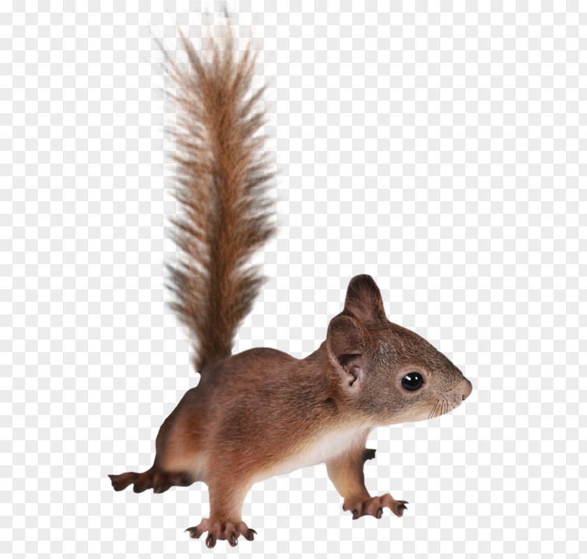 Whiskers Ground Squirrels Squirrel Cartoon PNG