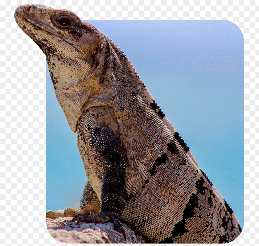 Cancun Taxi Common Iguanas Dragon Lizards Terrestrial Animal PNG